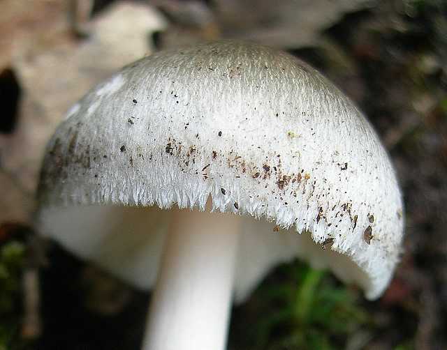I funghi della foresta di Thann